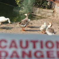 Bird flu reaches 32 districts in MP, emphasis on containing it