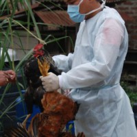 NE states sound alert for bird flu, no case reported yet