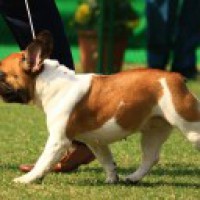 Pet dogs may improve social-emotional skills in young kids