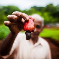 3 lakh cashew workers at risk of losing their jobs in Kerala