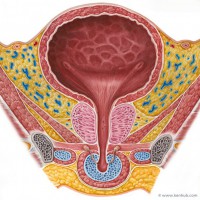 Bizarre! Mobile charger cord removed from Assam man's urinary bladder