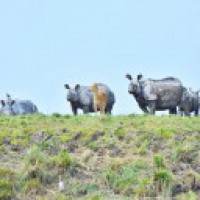 Rhino poaching in Assam has reduced by 86%: Minister