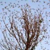 FAO warns India of locust attack, choppers pressed into service