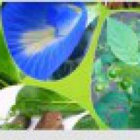 Ministry to set up SPFB for spurring Ayush growth