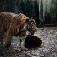 Trenches dug around Dudhwa, to end man-animal conflict