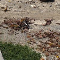 More desert locust swarms to hit Ethiopia, Kenya: FAO
