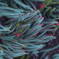 China, Pakistan jointly testing deadly pathogens