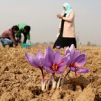 NECTAR to explore saffron farming in North East region