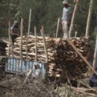 Ecosystem degradation can raise risk of pandemics