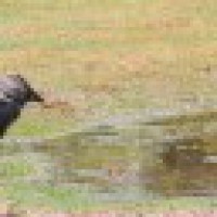 100 cattle ergets, crows found dead in Aligarh