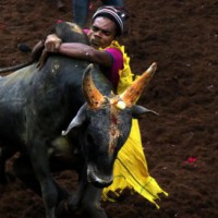 Seven injured in 'Jallikattu' in TN's Madurai