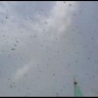 Locusts damage over 1,100 hectares of crops in Nepal