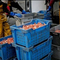 'Scottish seafood businesses only have weeks to survive due to EU export delays'