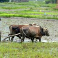 'Rural market to support economic recovery, not substitute for urban demand'