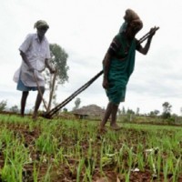 Agri credit target for FY'19 up 10% to Rs 11 lakh cr
