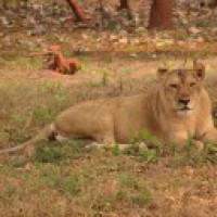 Lioness succumbs to old age in Visakhapatnam rescue centre