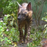 Leopard mauls girl in UP