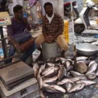 Fish markets, cricket and no masks: Have Maha, south failed India's fight against Covid?