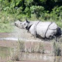 Nepal's Chitwan National Park records 2020's 1st rhino death