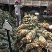 Mounting losses add to Kerala pineapple growers' stress