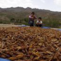 Desert locusts infest more regions in Iran