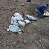 Avian influenza cause of death of 2,401 migratory birds in Himachal: Report