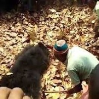 Bear attack kills three in Odisha's Keonjhar