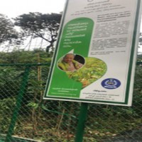 Miyawaki forests turning the new rage in Kerala