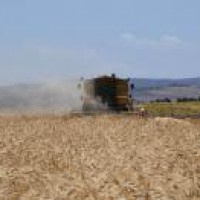 Zimbabwe to double wheat output: Minister