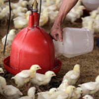J&K lifts ban on import of poultry