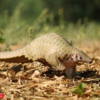 Rare pangolin rescued near Agra