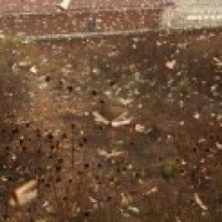 Pak locust situation worsening as swarms entering via Afghanistan