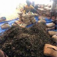 Narcotics squad nabs drug peddler, recovers 5 kg ganja