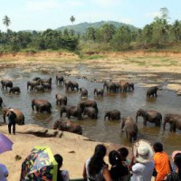 Sri Lanka to conduct elephant census after 10 years