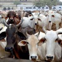 People must purchase 'panchagavya' products to save cows: K'taka minister