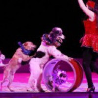 France to ban use of wild animals in circuses