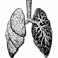 New research explains severe virus attacks on lungs