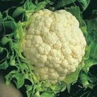UP farmer throws away 10Q cauliflowers after Re 1/kg offer