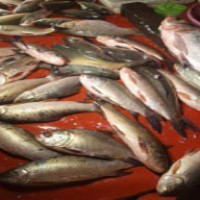 Chennai SHG wins laurel for converting fish waste to value added products