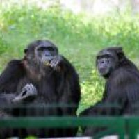 COVID-19: Weekly markets, zoo also shut down in Lucknow