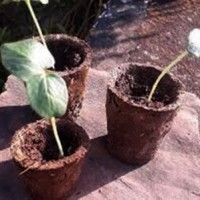 Lucknow's new initiative: Flower pots from cow dung