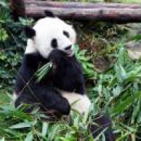 Hong Kong's Ocean Park reopens after over 4 months