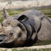 Another one-horned rhinoceros dead in Nepal