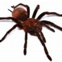 Spider venom may work as painkiller for irritable bowel syndrome