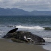 Sri Lanka rescues over 100 stranded whales