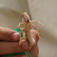 FAO warns of renewed desert locust invasion in Kenya, Ethiopia