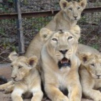 Modi hails Gujarat for jump in Gir's Asiatic lions