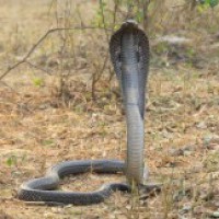 4-ft-long snake rescued from Odisha bank's strong room