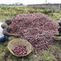 K'taka farmers seek exemption from export ban on 'Bangalore Rose' onions