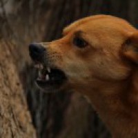 Out to catch dogs, NGO staff thrashed by locals